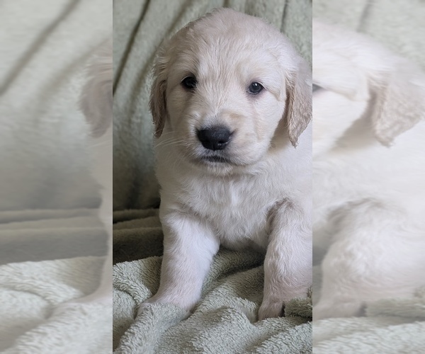 Medium Photo #29 Golden Retriever Puppy For Sale in MODESTO, CA, USA