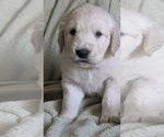 Small Photo #53 Golden Retriever Puppy For Sale in MODESTO, CA, USA
