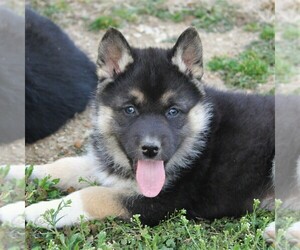 German Shepherd Dog-Siberian Husky Mix Puppy for sale in OTTAWA, KS, USA