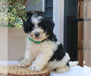 Bernedoodle (Miniature) Puppy for sale in NEW HOLLAND, PA, USA