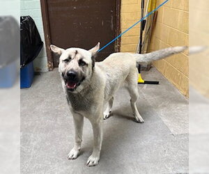 Siberian Husky-Unknown Mix Dogs for adoption in Stockton, CA, USA