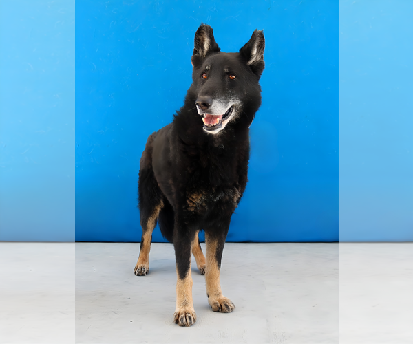 Medium Photo #2 German Shepherd Dog Puppy For Sale in Pasadena, CA, USA