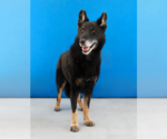 Small #1 German Shepherd Dog