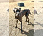 Small #2 Great Dane