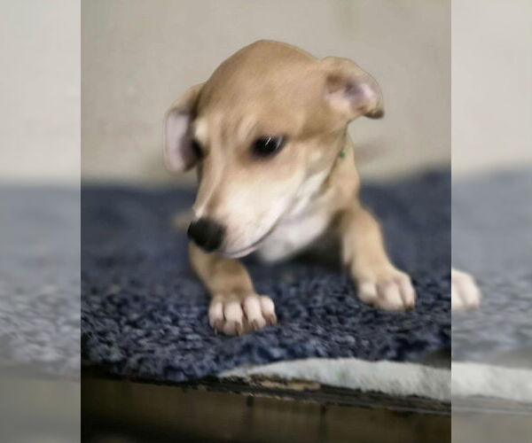 Medium Photo #3 Doberman Pinscher-Labrador Retriever Mix Puppy For Sale in Aurora, IN, USA