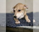 Small #2 Doberman Pinscher-Labrador Retriever Mix