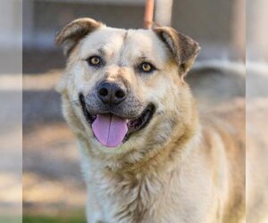 Chow Chow-Unknown Mix Dogs for adoption in Camarillo, CA, USA