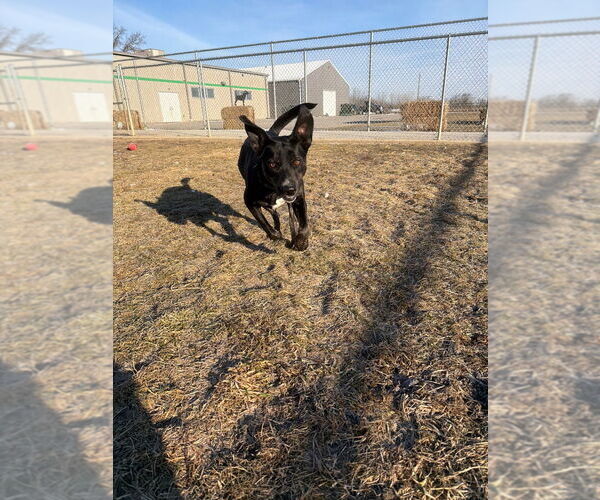 Medium Photo #5 Mutt Puppy For Sale in Pierceton , IN, USA