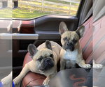 Small Photo #1 French Bulldog Puppy For Sale in ROSHARON, TX, USA