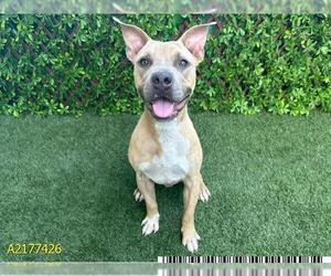 American Pit Bull Terrier Dogs for adoption in West Palm Beach, FL, USA