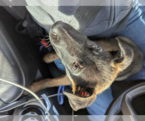 Medium Photo #2 Mutt Puppy For Sale in Imlay City, MI, USA