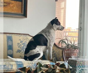 BERTHA (COURTESY POST) - Female Pointer-Unknown Mix Dog for Adoption - Photo #2