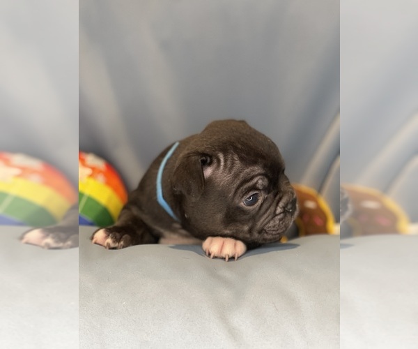 Medium Photo #7 Faux Frenchbo Bulldog Puppy For Sale in HOODSPORT, WA, USA