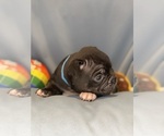 Small #6 Faux Frenchbo Bulldog