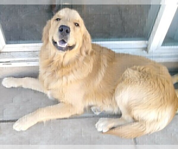 Medium Photo #1 Golden Retriever Puppy For Sale in MENIFEE, CA, USA