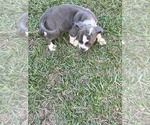 Small Photo #3 American Bully Puppy For Sale in MACON, GA, USA