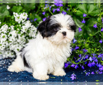 Small #1 Shih Tzu