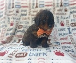 Small #1 Aussiedoodle Miniature 