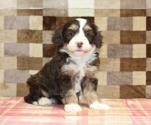 Bernedoodle (Miniature) Puppy for sale in DENVER, PA, USA
