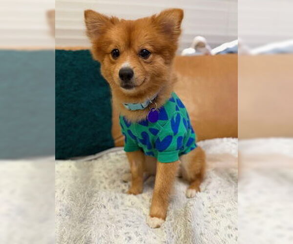 Medium Photo #3 Pomeranian Puppy For Sale in Fremont, CA, USA