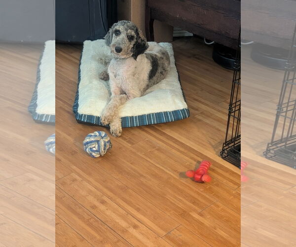 Medium Photo #1 Poodle (Standard)-Unknown Mix Puppy For Sale in Valrico, FL, USA