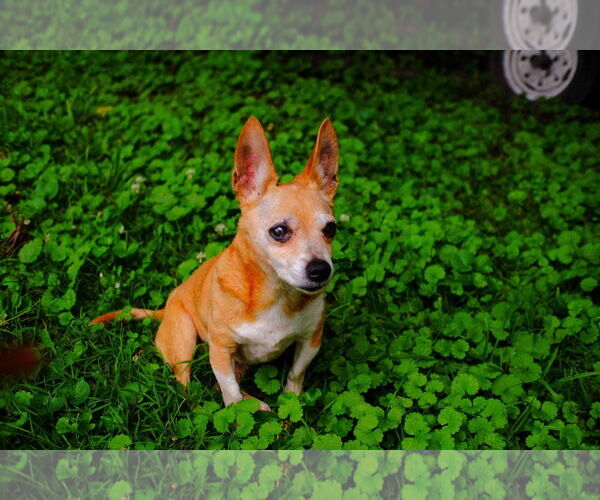 Medium Photo #2 Chihuahua Puppy For Sale in Stratham, NH, USA