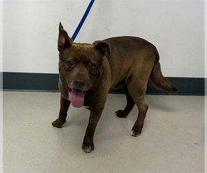 Staffordshire Bull Terrier-Unknown Mix Dogs for adoption in Corona, CA, USA