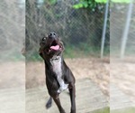 Small #8 Labrador Retriever Mix