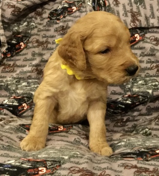 Medium Photo #2 Goldendoodle Puppy For Sale in EAST ELLIJAY, GA, USA