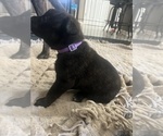 Puppy Purple Dutch Shepherd Dog