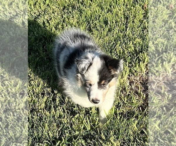 Medium Photo #6 Shetland Sheepdog Puppy For Sale in FORT MORGAN, CO, USA