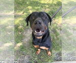 Small #7 Rottweiler Mix