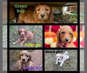 Goldendoodle-Poodle (Standard) Mix Puppy for sale in NEWNAN, GA, USA