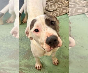 American Staffordshire Terrier-Unknown Mix Dogs for adoption in Brewster, NY, USA