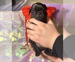 Small #2 Pug