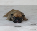 Small Photo #9 French Bulldog Puppy For Sale in WINNSBORO, TX, USA