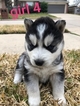 Small Photo #4 Siberian Husky Puppy For Sale in ARLINGTON, TX, USA