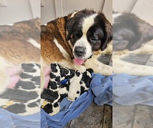 Mother of the Saint Berdoodle puppies born on 05/16/2025