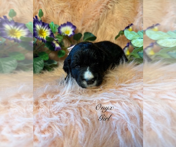 Medium Photo #5 Golden Mountain Doodle  Puppy For Sale in SAINT CLOUD, MN, USA