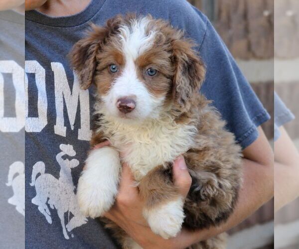 Medium Photo #2 Bernedoodle (Miniature) Puppy For Sale in NARVON, PA, USA