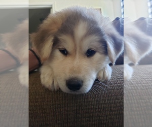 Anatolian Shepherd-Siberian Husky Mix Dog for Adoption in WATERFORD, California USA