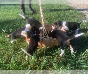 Beagle Puppy for sale in STANARDSVILLE, VA, USA