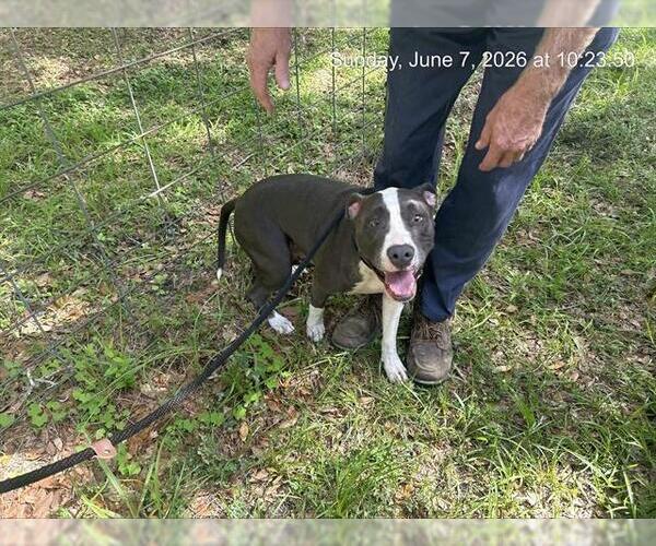 Medium Photo #1 American Pit Bull Terrier-Unknown Mix Puppy For Sale in Ocala, FL, USA