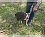 Small American Pit Bull Terrier Mix