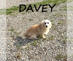 Image preview for Ad Listing. Nickname: Davey