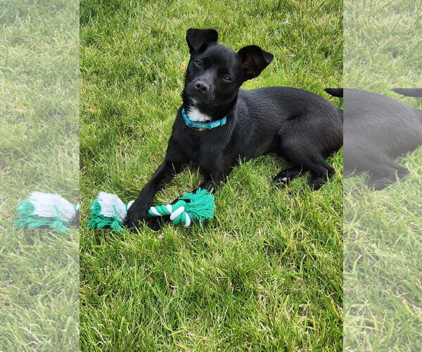 Medium Photo #2 Chihuahua-Unknown Mix Puppy For Sale in Yuba City, CA, USA