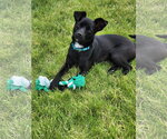 Small #1 Chihuahua Mix