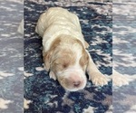 Small Photo #25 Labradoodle Puppy For Sale in MIFFLINBURG, PA, USA