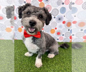 Poodle (Miniature)-Unknown Mix Dogs for adoption in Corona, CA, USA