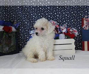 Poodle (Toy) Puppy for sale in CHANUTE, KS, USA